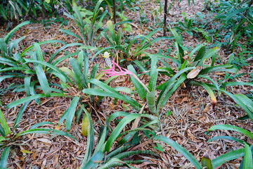 Pink flower and green leaf