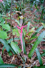 Pink flower and green leaf