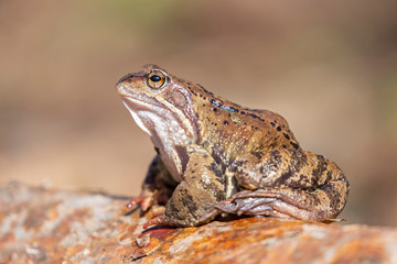 The common frog (Rana temporaria), also known as the European common frog is a semi-aquatic amphibian of the family Ranidae.