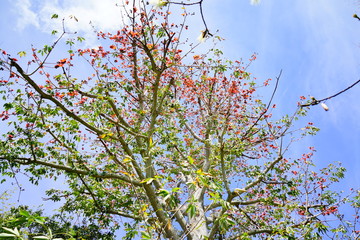 Beautiful red silk cotton flower 
