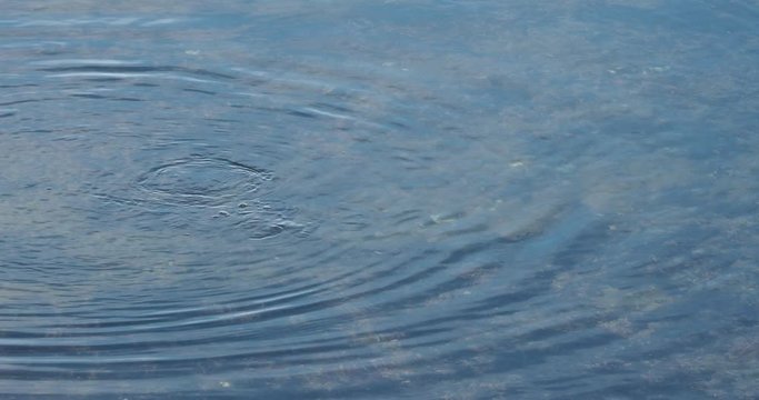 Bufflehead duck (Bucephala albeola)