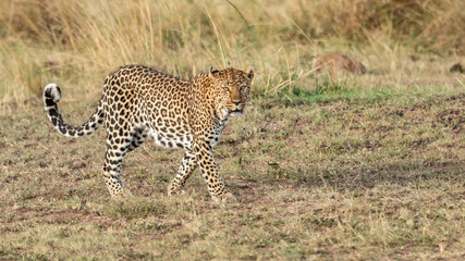 Léopard - Masaï Mara Kenya