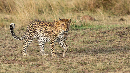 Léopard - Masaï Mara Kenya