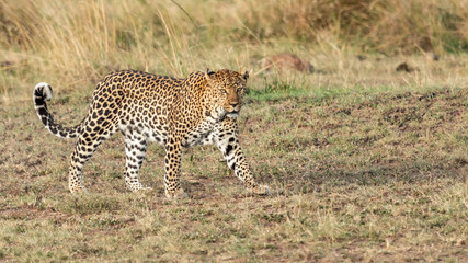 Léopard - Masaï Mara Kenya