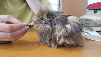 Cute guinea pig eating