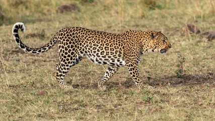 Léopard - Masaï Mara Kenya