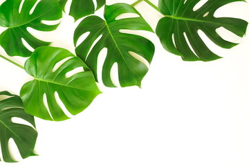 tropical green monstera leaves , branches pattern frame isolated on a white background. top view.copy space.abstract. - obrazy, fototapety, plakaty