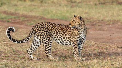 Léopard - Masaï Mara Kenya