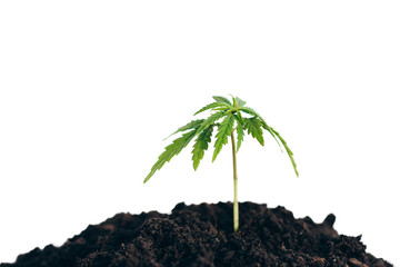Hemp bush grows from the soil to isolate the hemp on white background. Indoor cultivation. The Cultivation Of Cannabis Plants. Green marijuana Leaves
