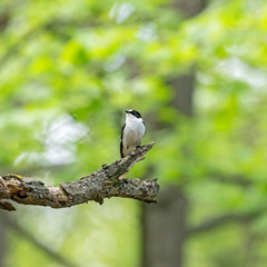 birds of Europe, bird life, unique wildlife, unique wildlife moment, wildlife