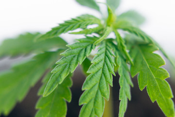 Marijuana CBD cannabidiol. Cannabis as herbal alternative medicine and chemical therapy, healthcare, and medical science. Beautiful background of green cannabis flowers A place for copy space