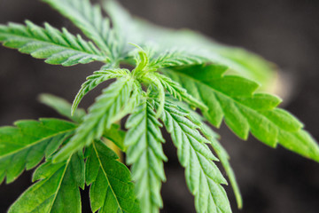 Marijuana CBD cannabidiol. Cannabis as herbal alternative medicine and chemical therapy, healthcare, and medical science. Beautiful background of green cannabis flowers A place for copy space