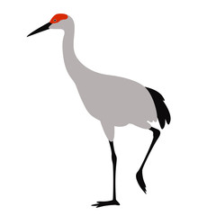 crane bird , vector illustration, flat style, profile