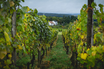 Rows of wine grapes in the vineyards of Weiler, a suburb of Sinsheim, Germany