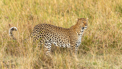Léopard - Masaï Mara Kenya