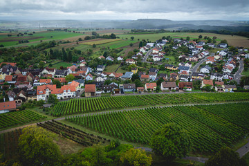 Fototapeta na wymiar Rows of wine grapes in the vineyards of Weiler, a suburb of Sinsheim, Germany