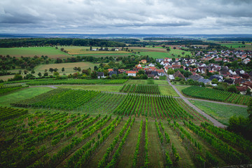 Fototapeta na wymiar Rows of wine grapes in the vineyards of Weiler, a suburb of Sinsheim, Germany