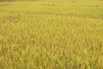 yellowish green Rice field in the fields of goa, India