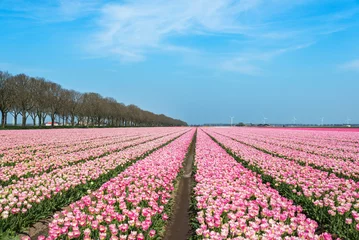 Gordijnen blooming tulip fields in the Netherlands in spring time © Ekaterina Elagina