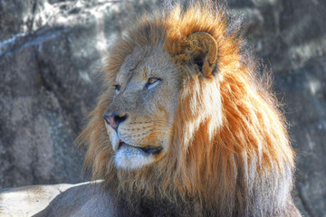 portrait of a lion
