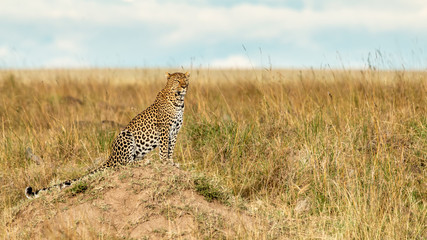 Léopard - Masaï Mara Kenya