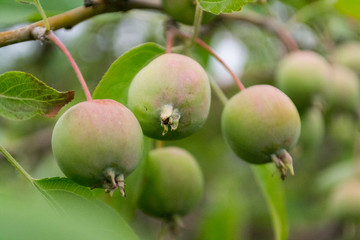 Green apples on a tree with green blurred garden as a background.
