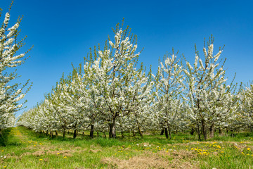 Spring blossom of cherry trees in orchard, fruit region Haspengouw in Belgium