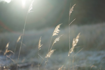Fototapeta premium Dune grass with back light 