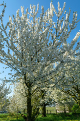 Spring blossom of cherry trees in orchard, fruit region Haspengouw in Belgium