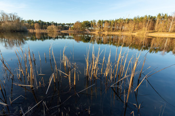 Mirror forest lake with reflection in winter sunny day, de Kempen regio in North Brabant, Netherlands