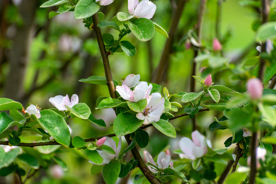 Spring blossom of apple fruit tree in orchard