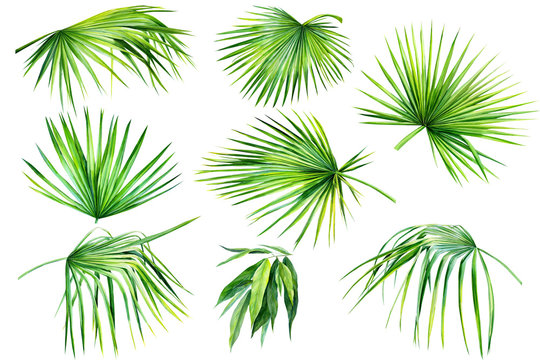 Set of tropical palm leaves, jungle leaves  isolated on white background. watercolor illustrations