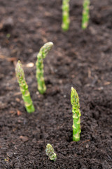 New harvest of green asparagus vegetable plant on farm fields in Netherlands and Germany