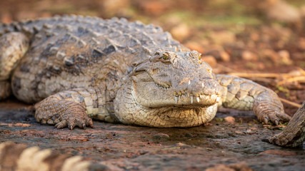 Crocodile - Masaï Mara Kenya