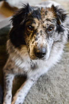 Close-up, full-frame of Australian Shepherd Dog looking into camera