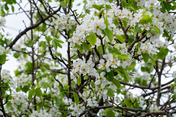 Spring blossom of cherry fruit tree in orchard