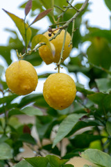 Ripe yellow lemons citrus fruits growing on thee