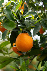 Harvest time on orange trees orchard in Greece, ripe yellow navel oranges citrus fruits hanging op tree