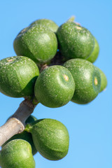 Green unripe fig fruits growing on tree