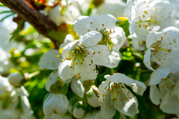 Spring blossom of cherry trees in orchard, fruit region Haspengouw in Belgium