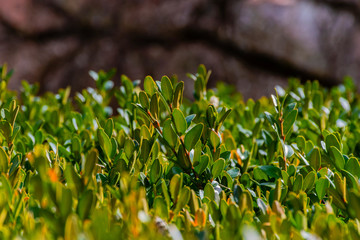 Decorative Buxus bush green leaves close-up with selective focus
