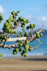 Green unripe fig fruits growing on tree