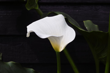 White calla lily flowers on black background