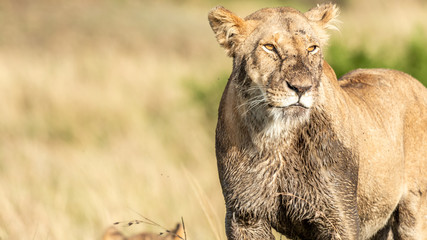 Lion - Masaï Mara Kenya