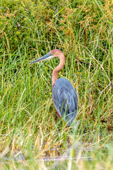Naklejka premium Oiseaux - Masaï Mara Kenya