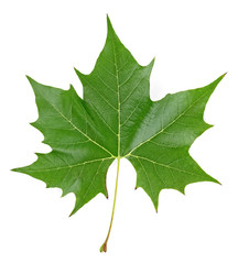 Fototapeta premium Green maple leaf isolated on a white background, top view.
