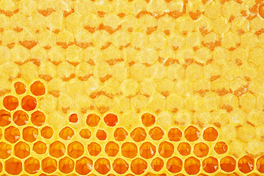 Apiculture - Bee honeycombs with honey as background