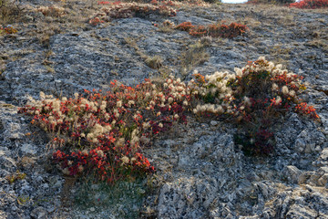Scrub plants of bright colors on stone surface, Crimea, Russia.