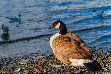 Wilk goose walking around in the Lake Windermere © Kit Leong