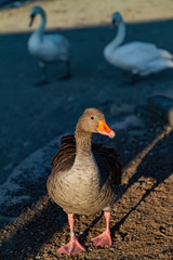Duck walking around Lake Windermere